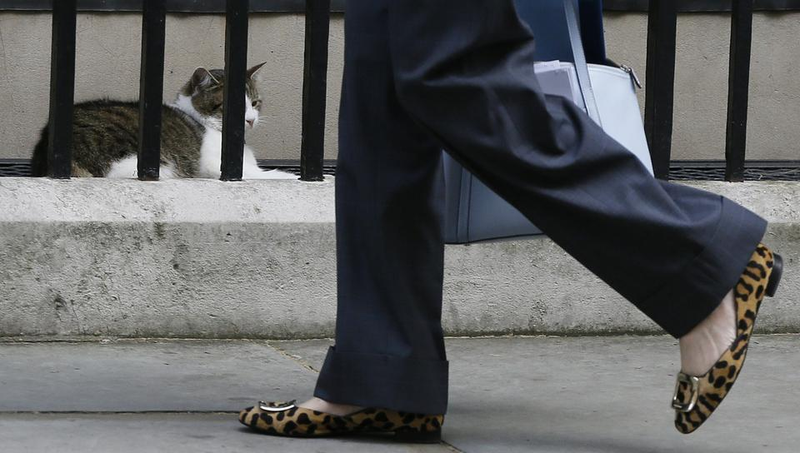 Illustration for article titled The real owner of Downing Street 10 is not impressed with his new roommate yet